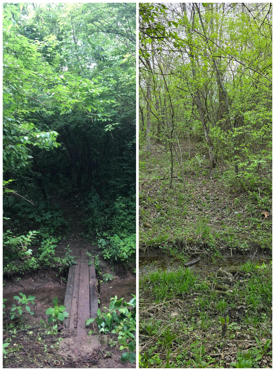 This greenspace was overrun with invasive honeysuckles shading out the understory (pictured left). After some much needed management, the space is now filled with light and wildflowers.