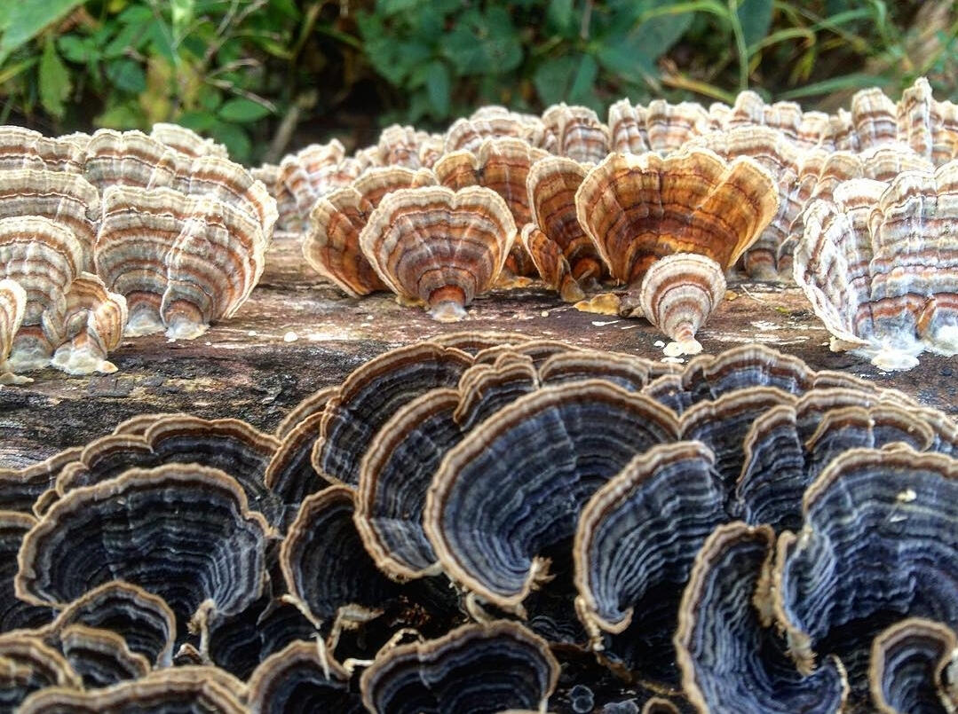 Recognizing our natural resources means we don't have to outsource all of them, like the plentiful and medicinal turkeytail mushrooms pictured.