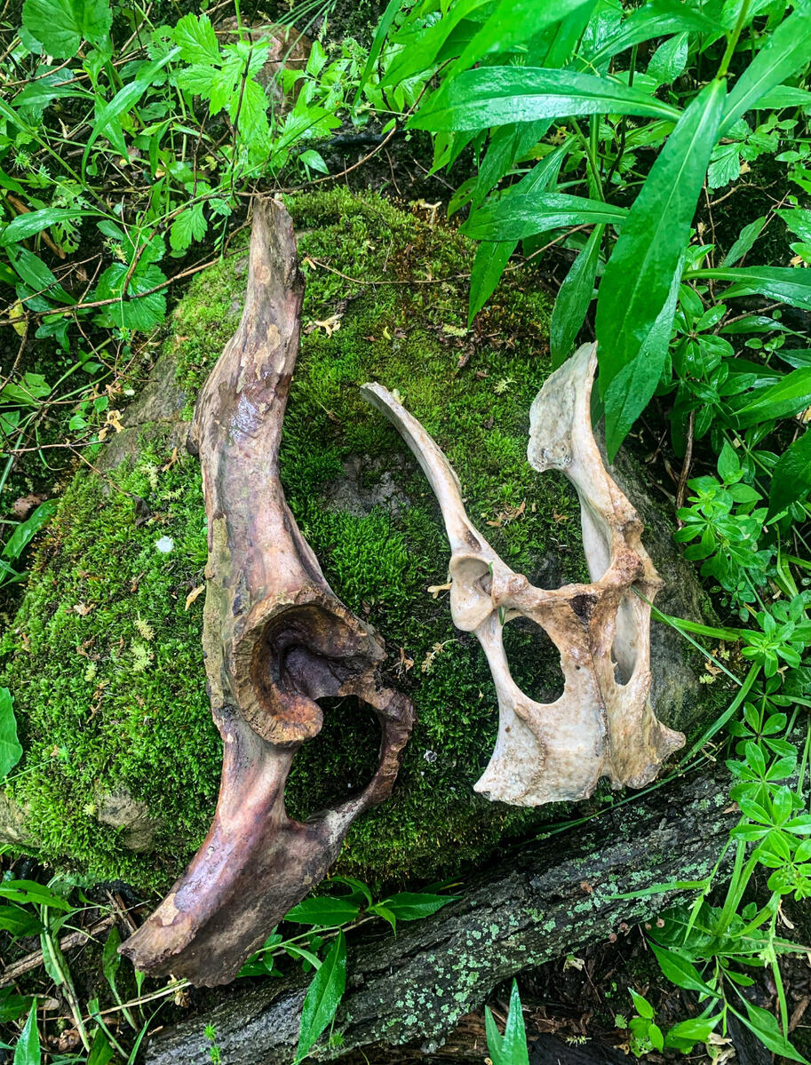Some of Ohio's fossils may be hidden in your very own creek, like the fossilized elk bone found in Mount Sterling, Ohio pictured on the left.