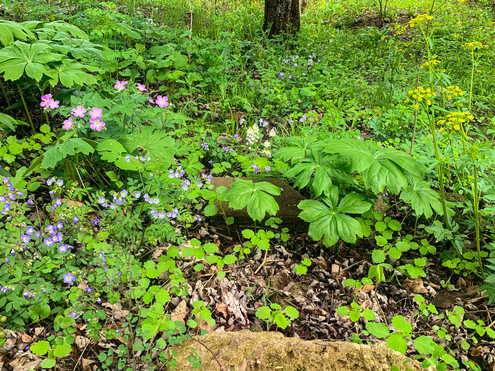 What was once a barren understory filled with invasive species has been transformed into a native garden with flowers from spring into fall.