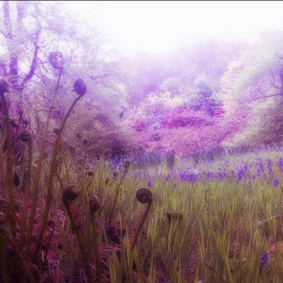 The Isle of Skye in Scottland is a place I was able to visit during my early deep dives into ecology. I had traveled extensively prior to this trip, but this was one of my earliest travels at the beginning of my ecological studies. Seeing the plant commu
