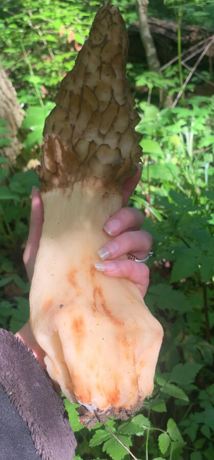 Every season brings opportunities, like this large morel mushroom pictured.