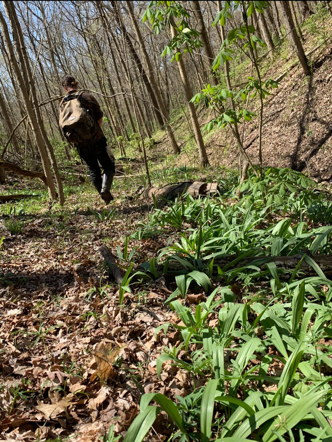 What if you're walking right by a local delicacy? Pictured is a large patch of wild leeks.