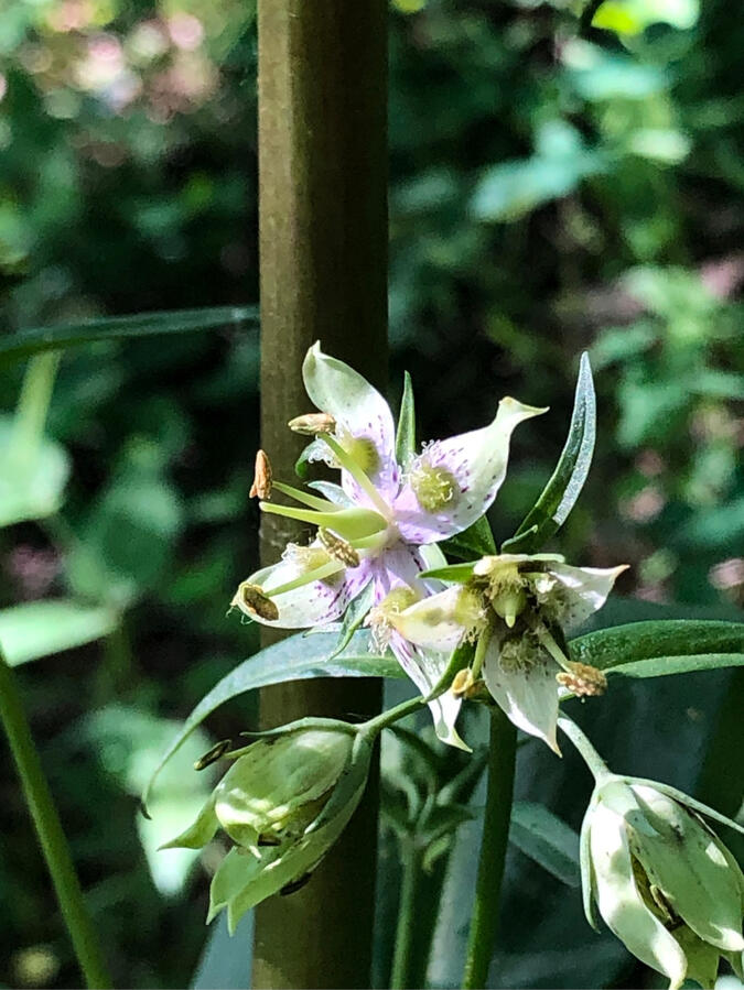 American columbo, the special wildflower pictured, can take up to 30 years to flower, making every patch a truly special find worth protecting.