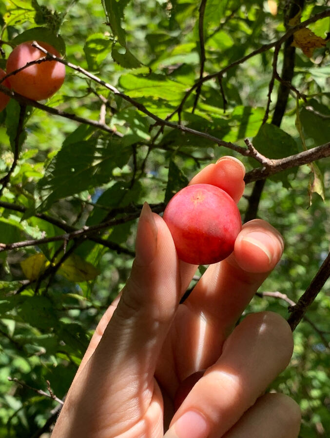 Wild plums thrive on retired agricultural land like the old horse ranch where I live.