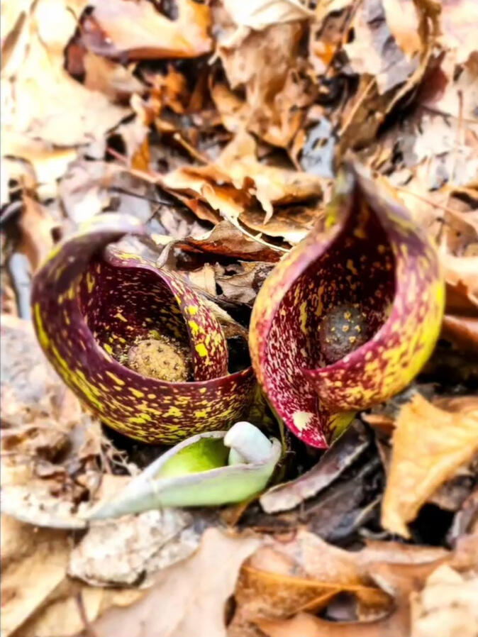 Skunk cabbage, an ancient and unusual plant, can be found in large groupings along riparian areas.