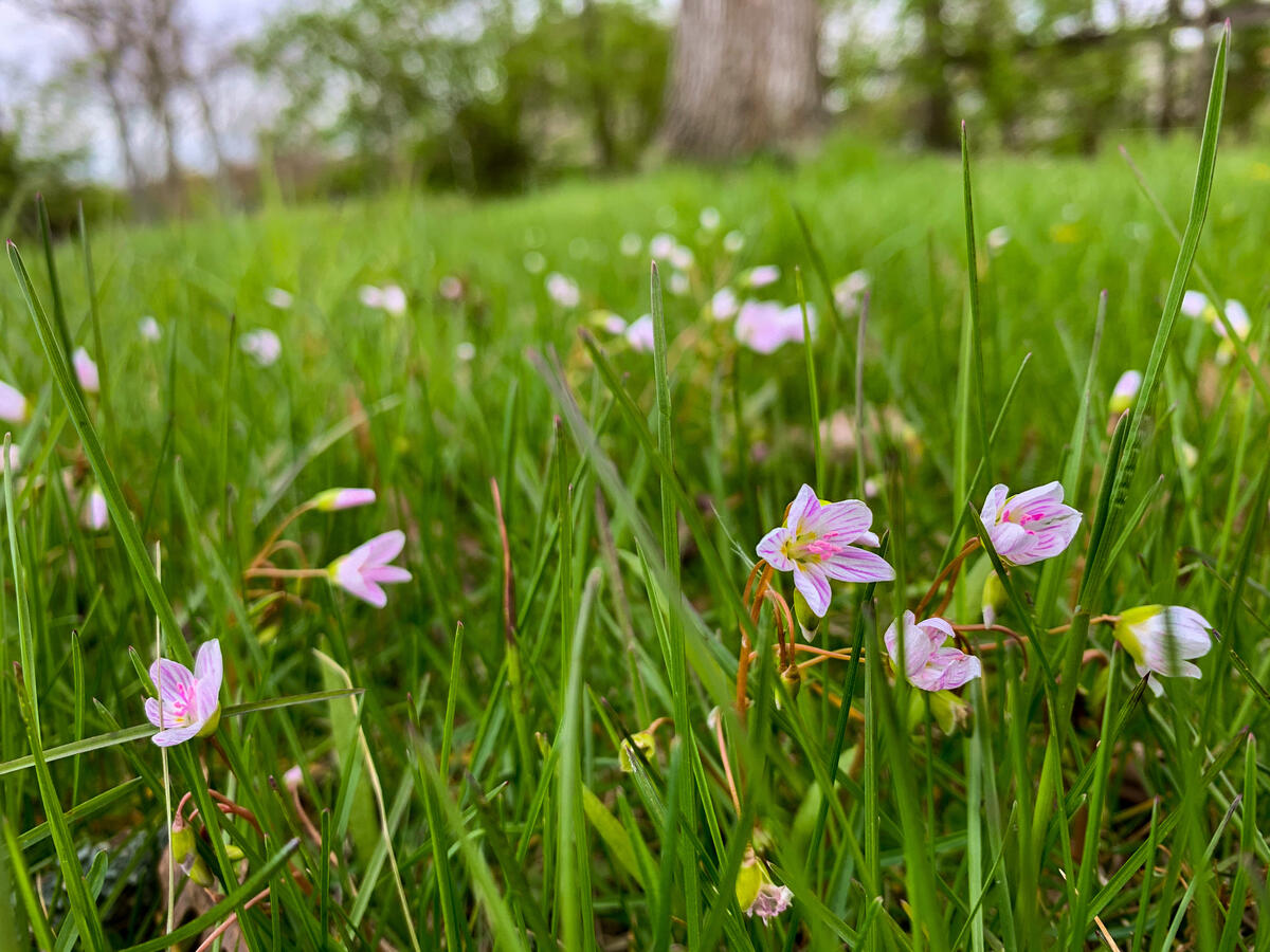 With strategic mowing plans in place, once boring lawns can permit a gorgeous away of seasonal blooms. Pictured are spring beauties in my front yard.