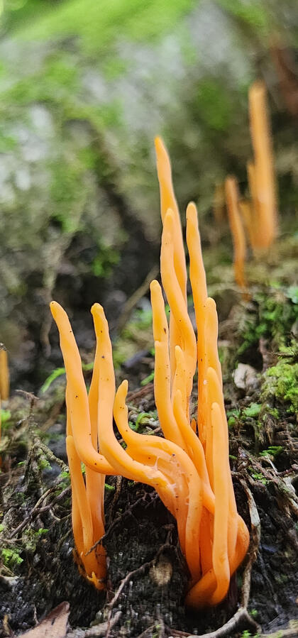 This spindle fungus found in woodland environments perplexes mycologists.