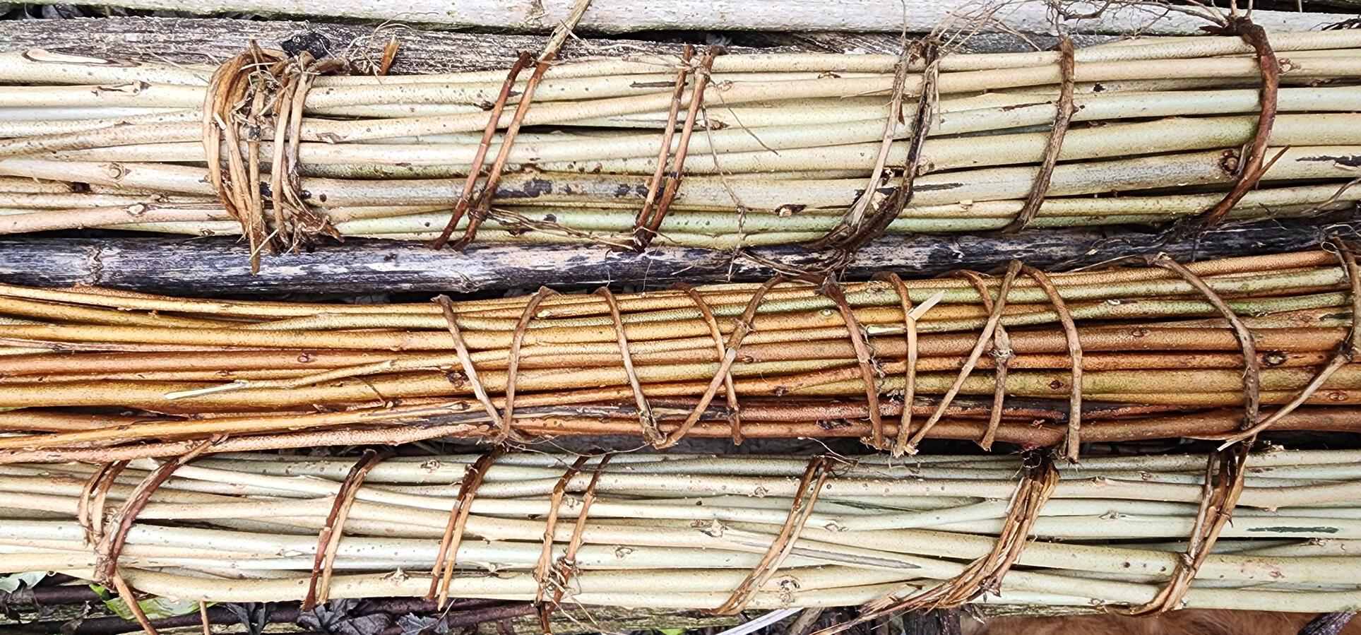 Even invasive species have their uses, like these bundles of autumn olive branches that we used to create garden borders.