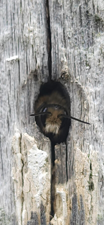 Wildlife can take up residence in unexpected places, like this solitary bee taking advantage of old nail holes.