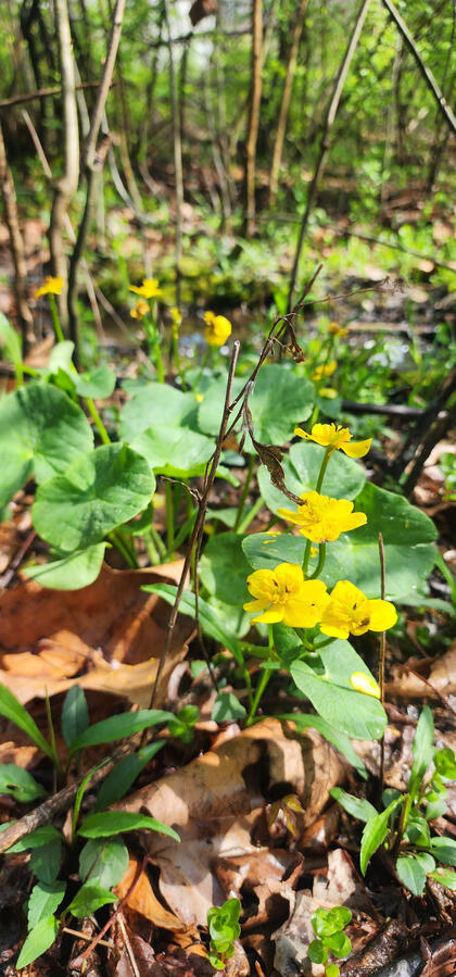 These marsh marigolds, rare wildflowers in Ohio, were found in area planned for development. Thanks to the property owners, we were able to relocate a portion of them to our own landscape where they persist to this day.