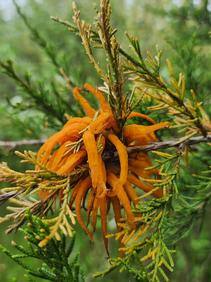 It may look a little strange, but this alien-like lifeform is actually a fungus that relies both on juniper trees and apple trees to carry out its full lifecycle.