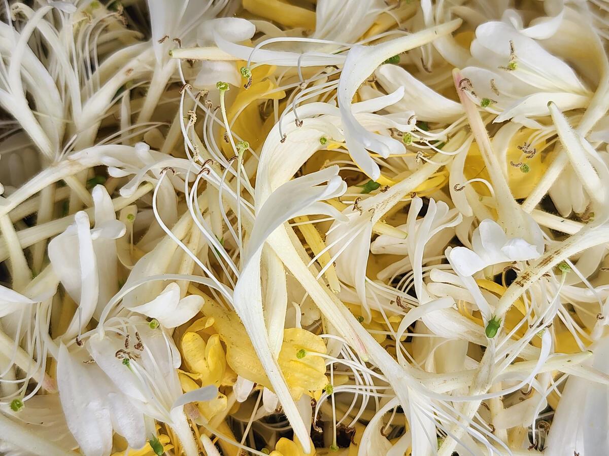 Japanese honeysuckle vine is very invasive in Ohio, but the blooms also make for the most delicious iced tea!