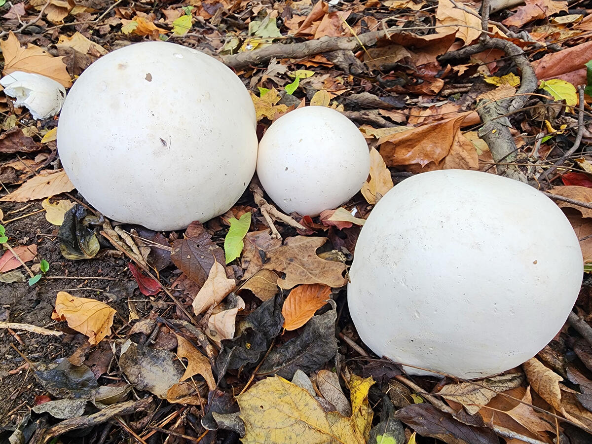 Giant puffball mushrooms are a fun find during autumn.